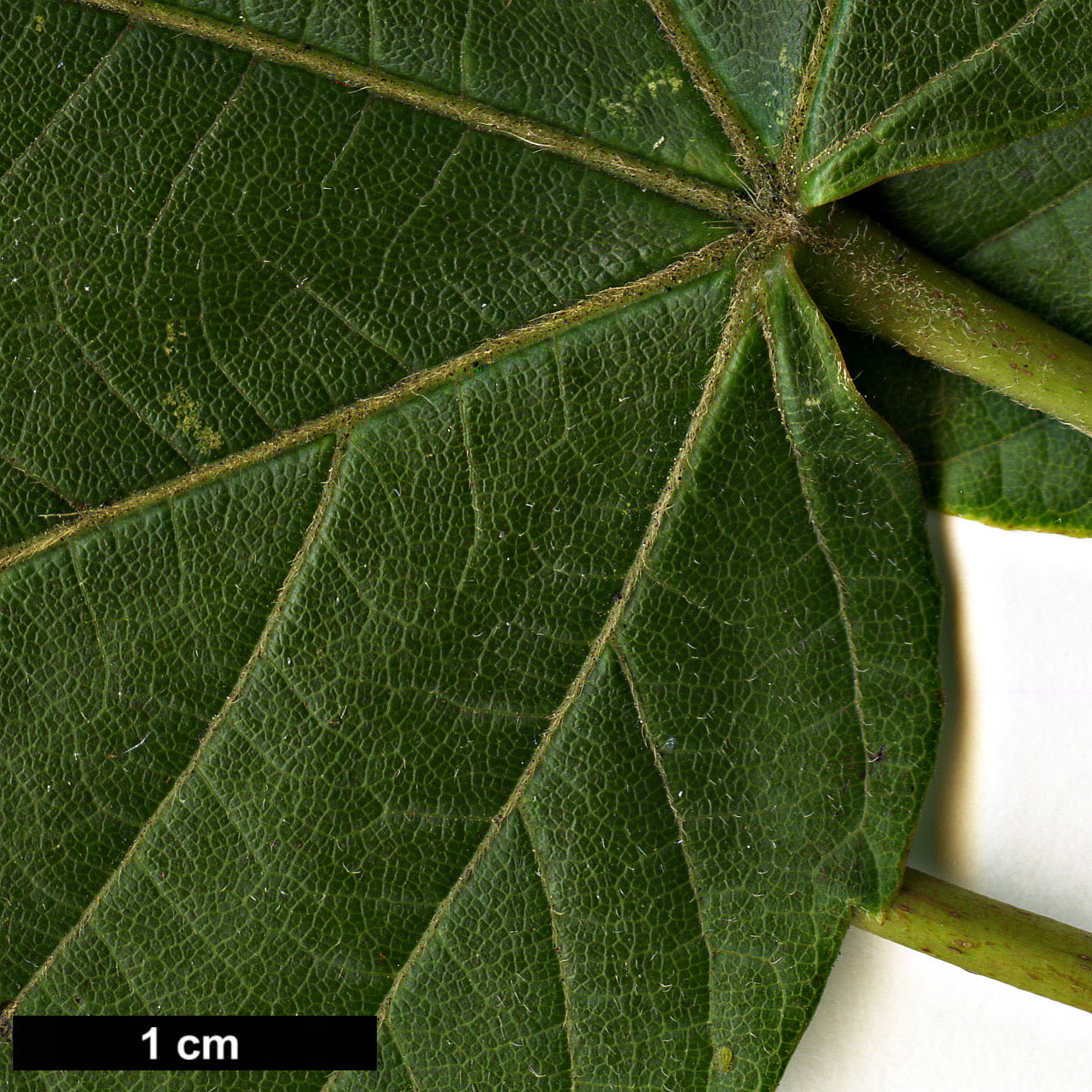 High resolution image: Family: Sapindaceae - Genus: Acer - Taxon: sterculiaceum - SpeciesSub: subsp. franchetii